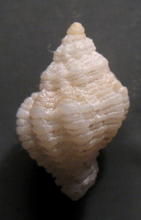 Coralliophila da Lampedusa - 46 m